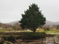 Ирландия, март 2015. Дерево