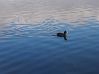 Ireland, March 2015. Reflection