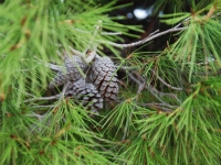 Croatia, Mlini 2017. Pinecones