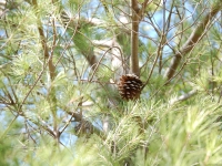 Croatia, Mlini 2017. Pinecone