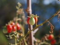 Croatia, Mlini 2017. Tomatoes
