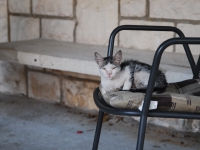 Хорватия, Млини 2017. Самый помятый местный котенок