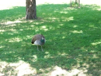Prague, May 2017. Pheasant in the Vojan Gardens
