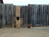 Baikal, Olkhon island, Хужир. March 2018. Dog head sticking out of fence