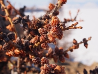 Baikal, Olkhon island, Хужир. March 2018. Cones