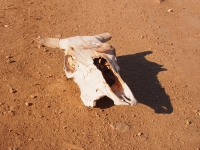 Baikal, Olkhon island, Хужир. March 2018. Cow's skull