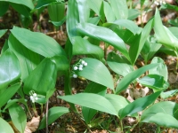 Berlin, Lübbenau, Potsdam. May 2018. Lily of the valley