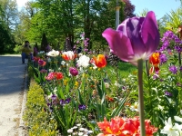 Berlin, Lübbenau, Potsdam. May 2018. Tulip