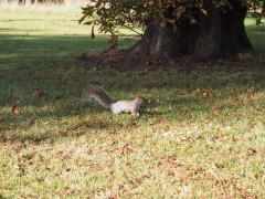 Squirrel