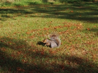London. September 2018. Squirrel