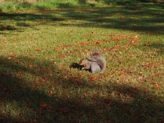 Squirrel