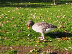 Goose