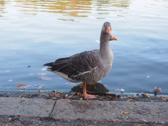 Geese