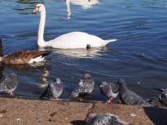 Hanging out at the Hyde Park pond