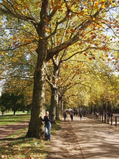 Alder and alley