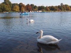 Swans
