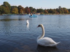 Swan fishing