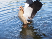 London. September 2018. Duck