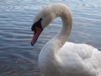 London. September 2018. Swan