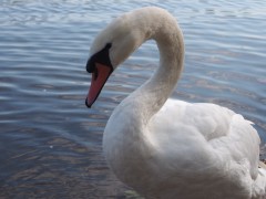 Swan