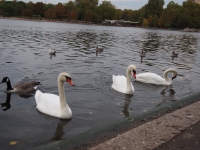 London. September 2018. Swans