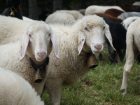 Garmish-Partenkirchen, Mittenwald, Innsbruck. May-June 2022 2022. Sheep at Lake Lautersee