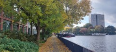 Tree on the embankment near the house