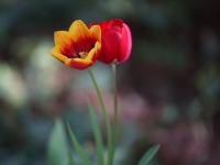 Berlin 2023. Tulips