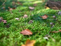 Осень. %!s(<nil>)