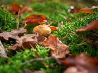 Осень. %!s(<nil>)