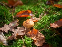 Autumn. %!s(<nil>)