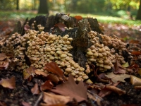 Осень. %!s(<nil>)