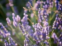 Lavender fields. %!s(<nil>)