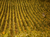 Lavender fields. %!s(<nil>)