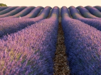 Lavender fields. %!s(<nil>)