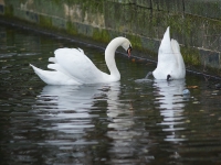 Зимний Берлин. 