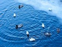 Зимний Берлин. 