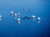 Зимний Берлин. 