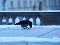 Зимний Берлин. 