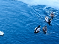 Зимний Берлин. 