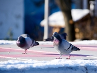 Winter Berlin. 