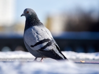 Winter Berlin. 