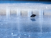 Winter Berlin. 
