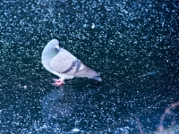 Winter Berlin. 