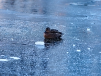 Зимний Берлин. 