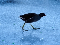 Зимний Берлин. 