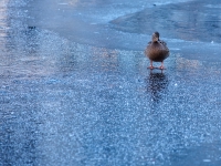 Зимний Берлин. 