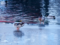 Зимний Берлин. 